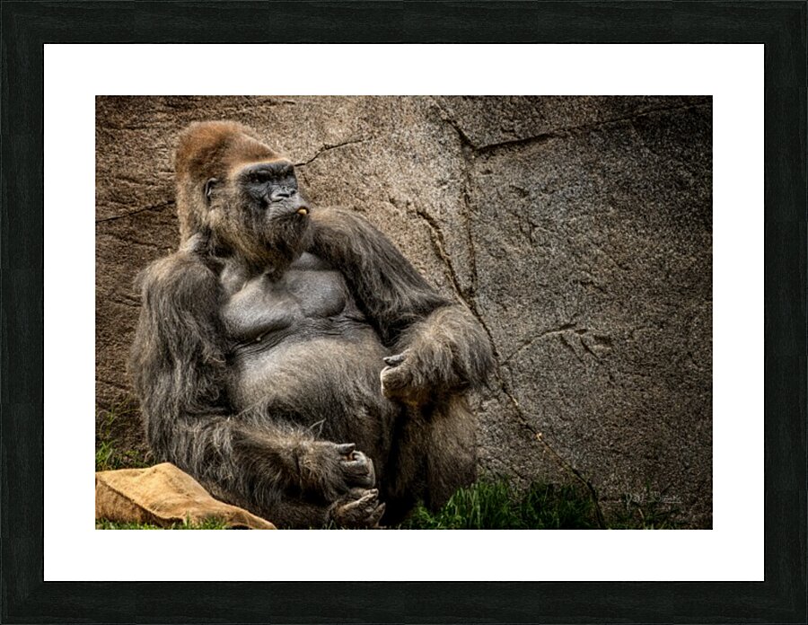 Big Daddy Silverback Gorilla Picture Frame print