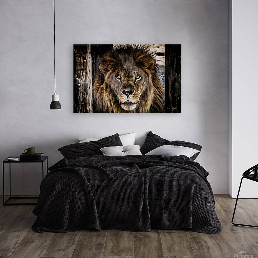 A Regal Lion Reproduction