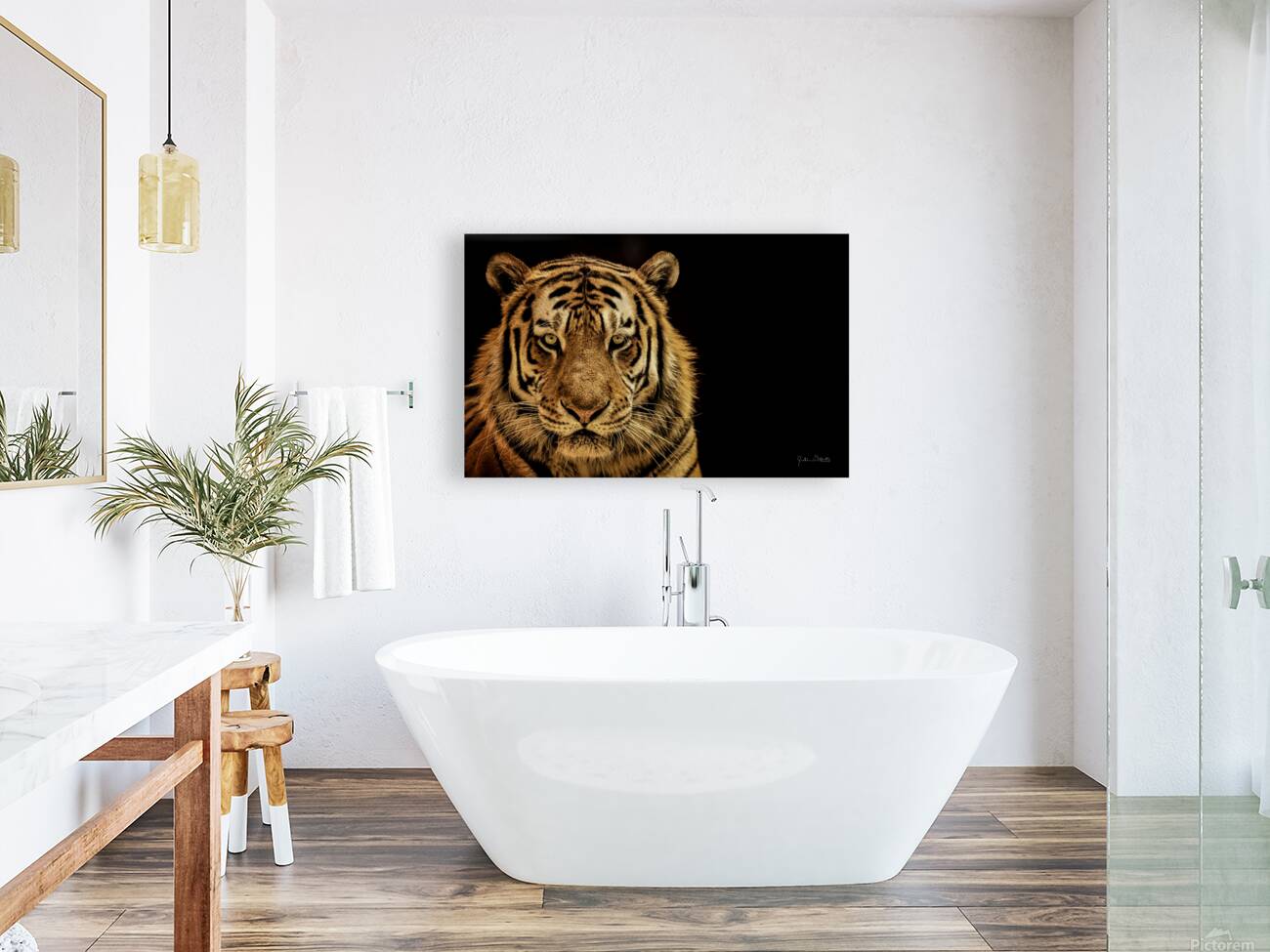 Massive Siberian Amur Tiger  Reproduction