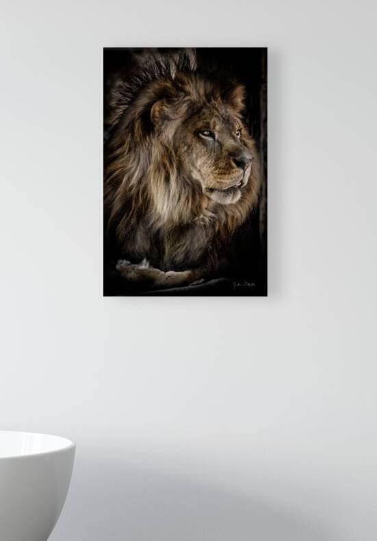 A Lions Profile by Julian Starks Photography