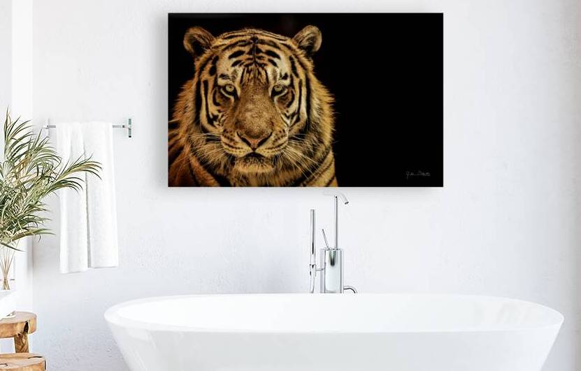 Massive Siberian Amur Tiger  by Julian Starks Photography