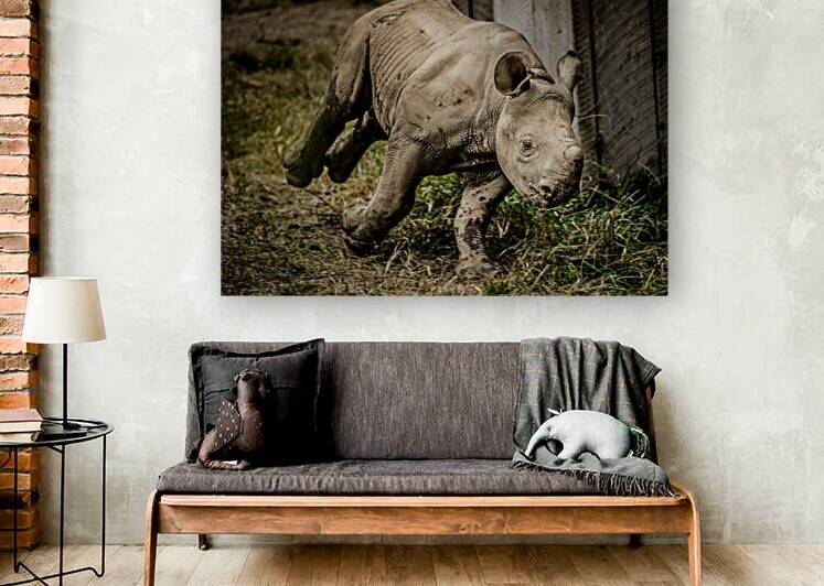 Baby Rhino by Julian Starks Photography