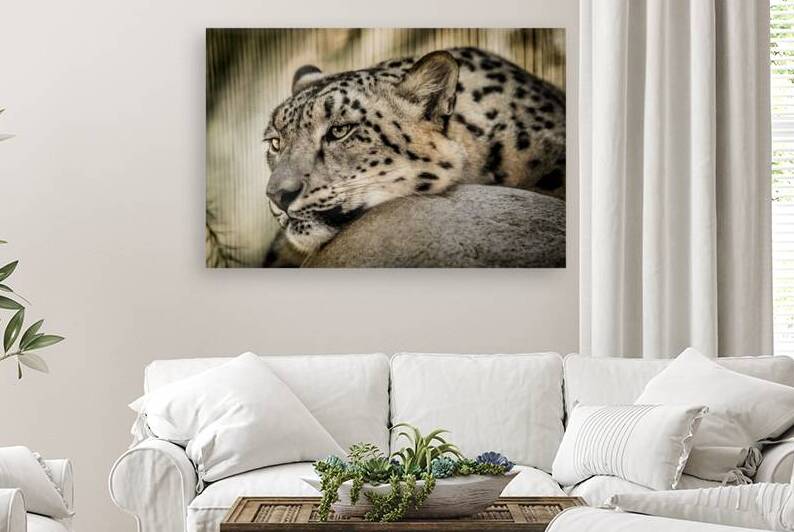 Snow Leopard by Julian Starks Photography