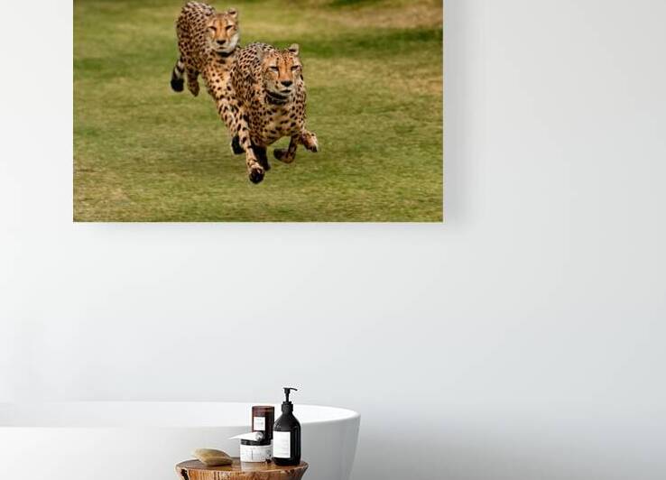 The Cheetah Brothers by Julian Starks Photography