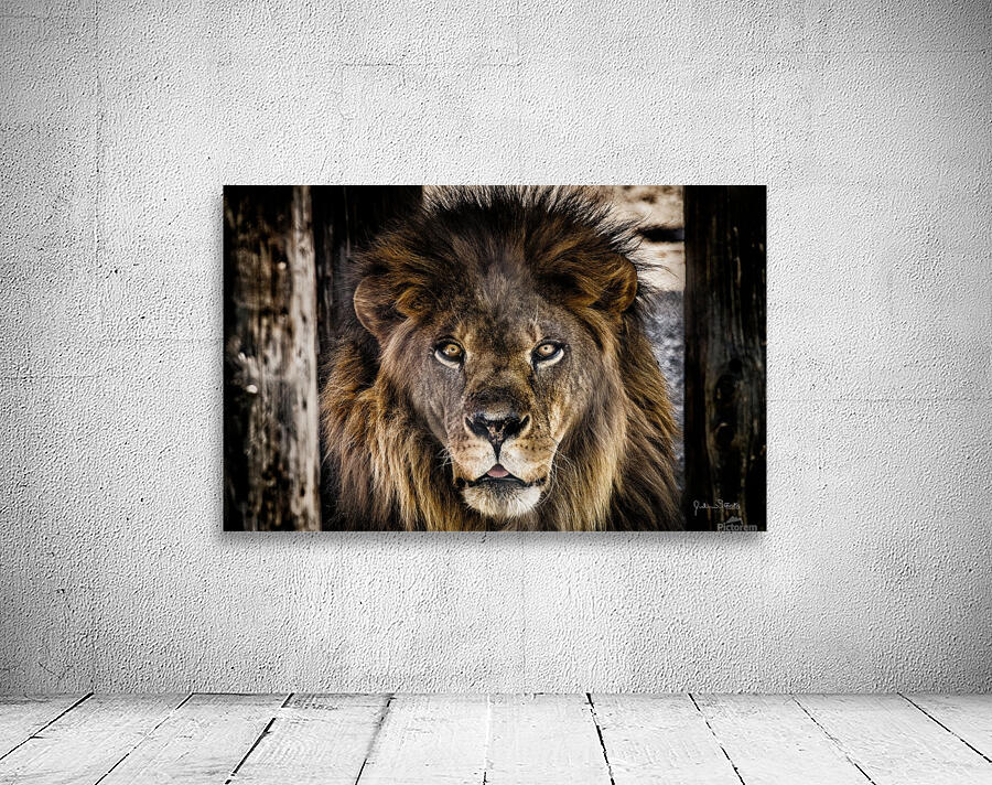 A Regal Lion Wall Preview