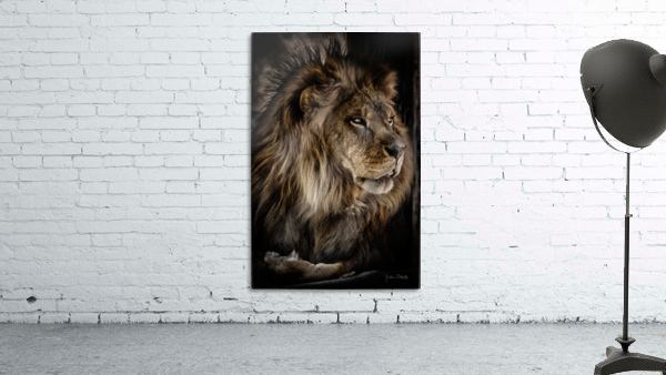 A Lions Profile Wall Preview