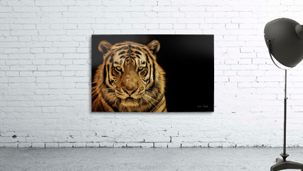 Massive Siberian Amur Tiger  Wall Preview