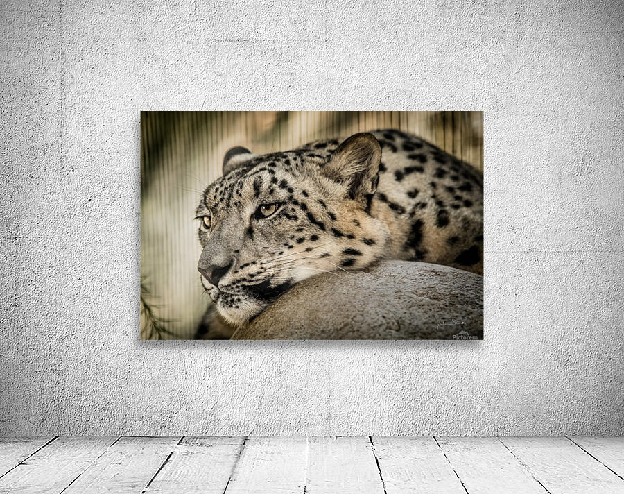 Snow Leopard Wall Preview