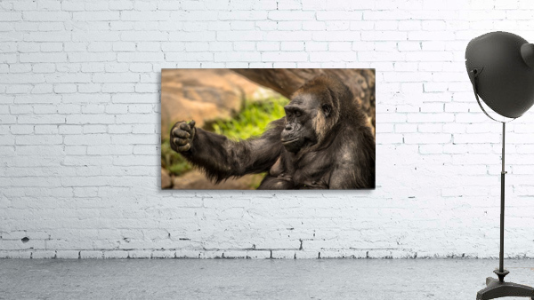 Quiet Gorilla Sleeping Wall Preview