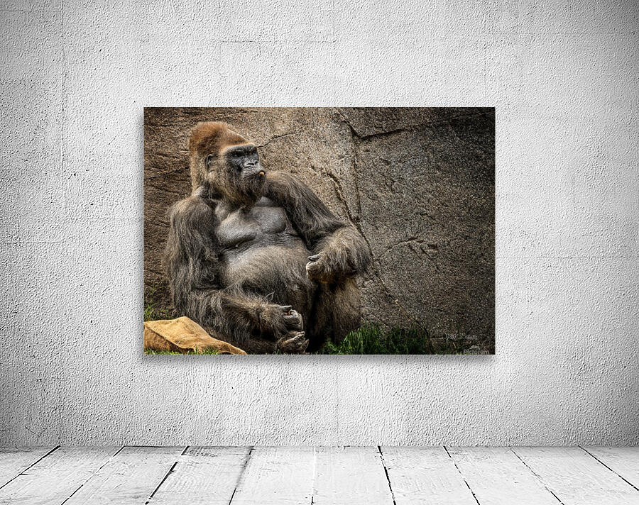 Big Daddy Silverback Gorilla Wall Preview