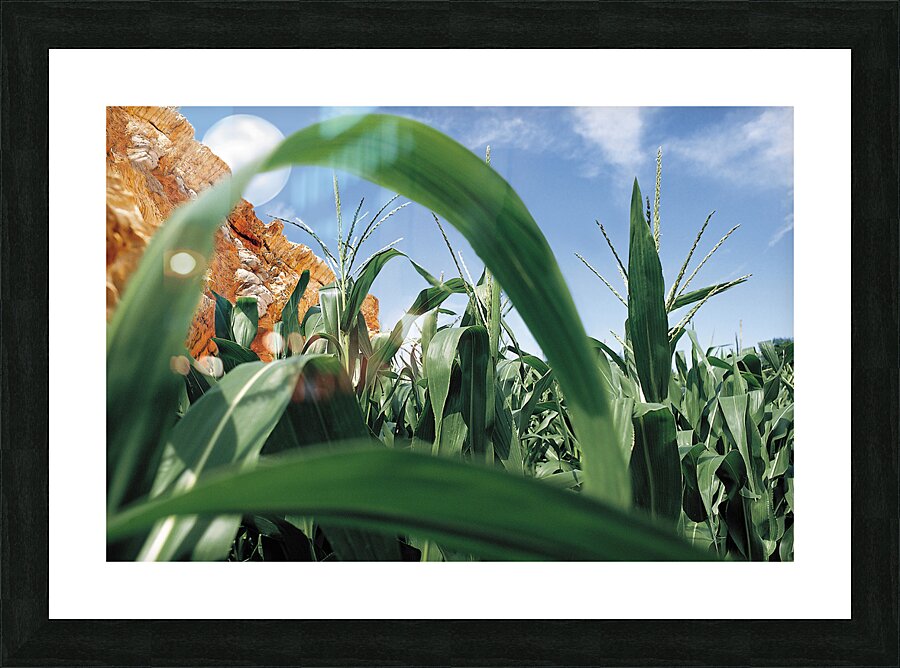 Cornfield  Picture Frame print