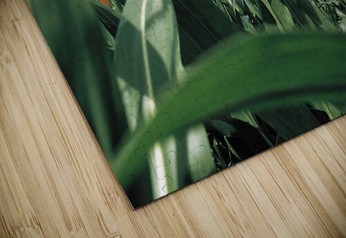 Cornfield  Joseph LaPlaca puzzle