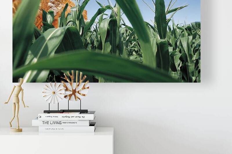 Cornfield  by Joseph LaPlaca