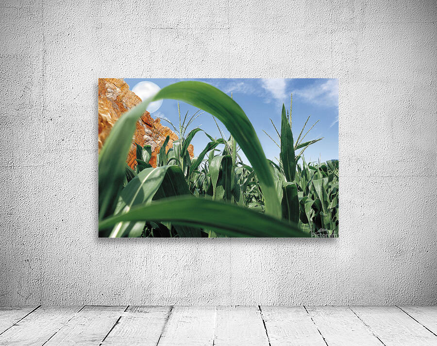Cornfield  Wall Preview