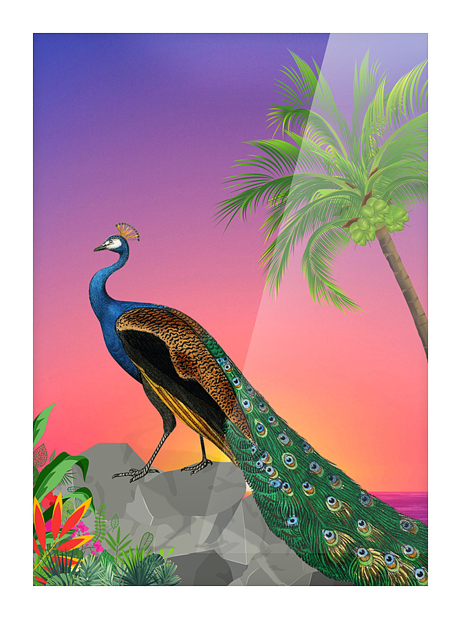 Peacock Picture Frame print