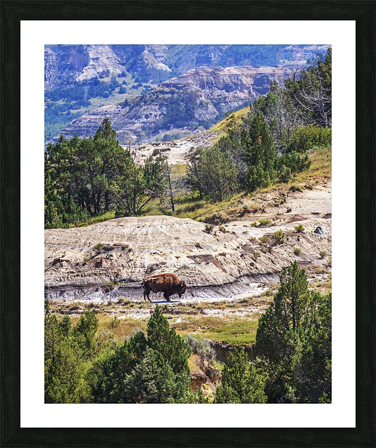 Bison in the Dakota Badlands Picture Frame print
