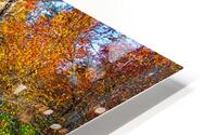 Autumn Spotlight HD Metal print