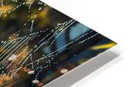 Swamp Spider Web HD Metal print