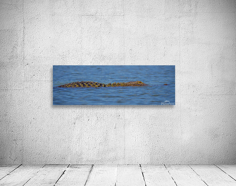 Gator at Rest Wall Preview