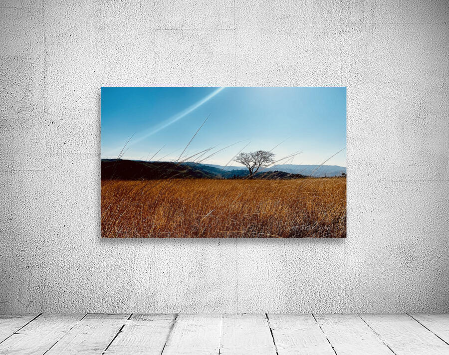 IMG 1198 Wall Preview