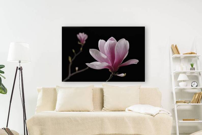A stunning close up photo of a single pink magnol by Alin Cojocaru
