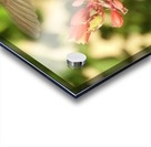 Hummingbird Feeding Acrylic print
