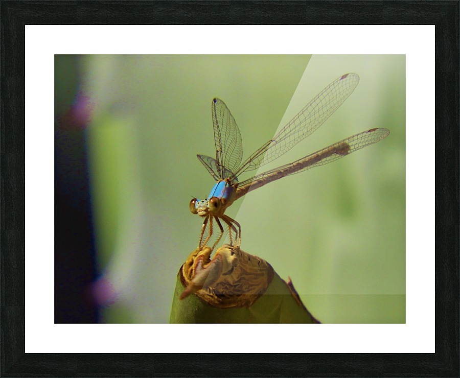 Damselfly Picture Frame print