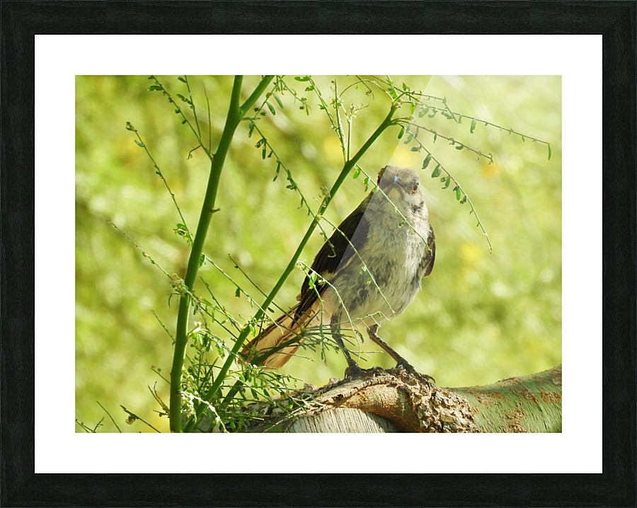 Angry Bird Picture Frame print