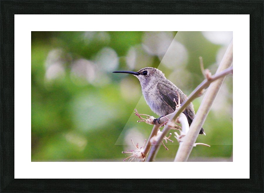 Hummingbird Picture Frame print