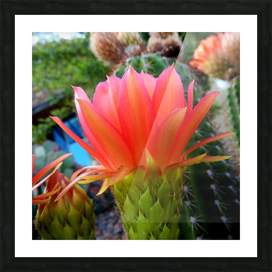 Cactus Flower Picture Frame print
