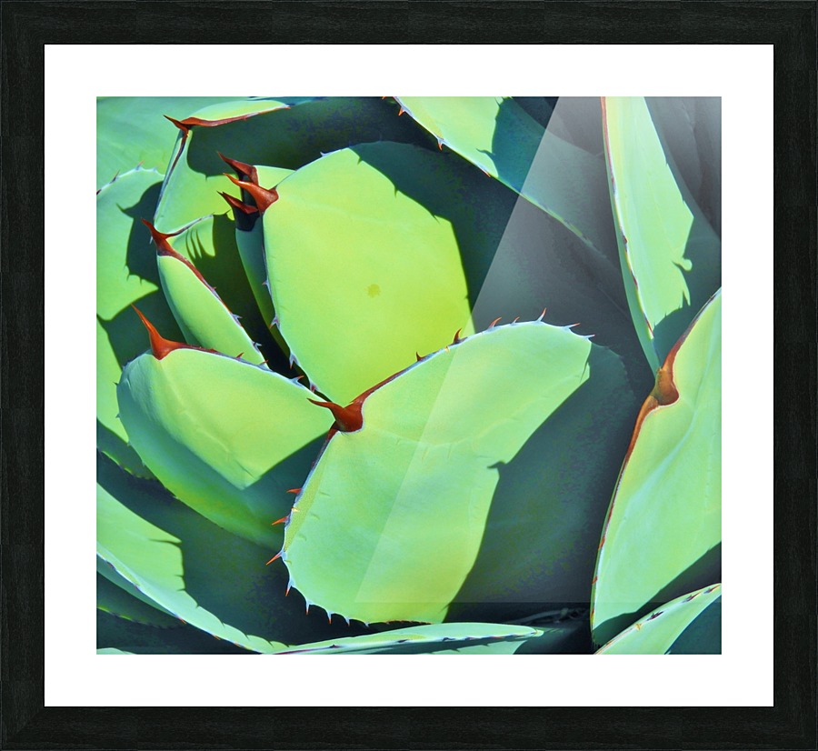 Succulent Picture Frame print