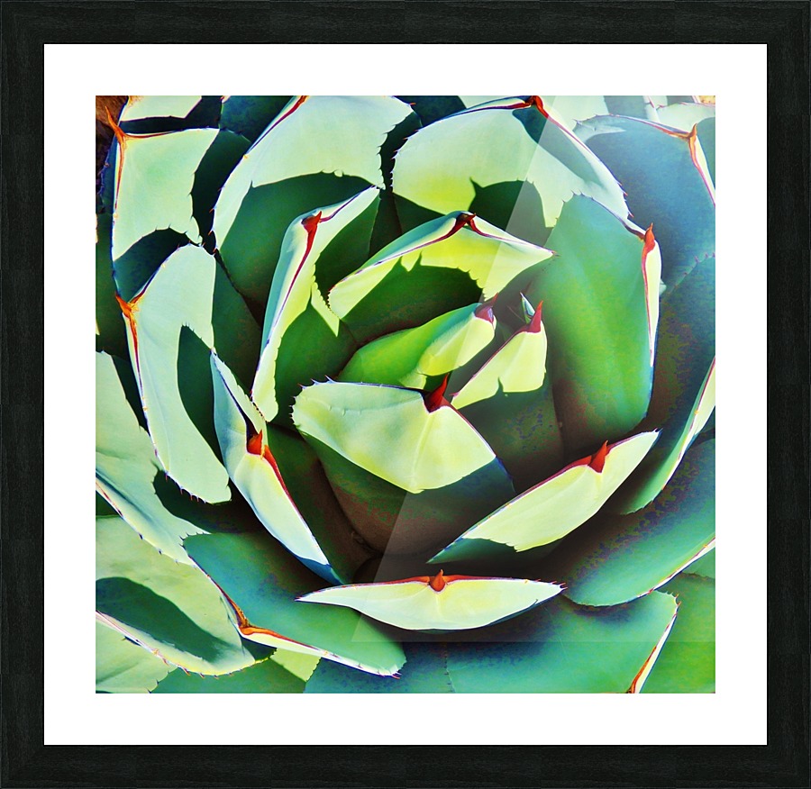 Succulent Picture Frame print