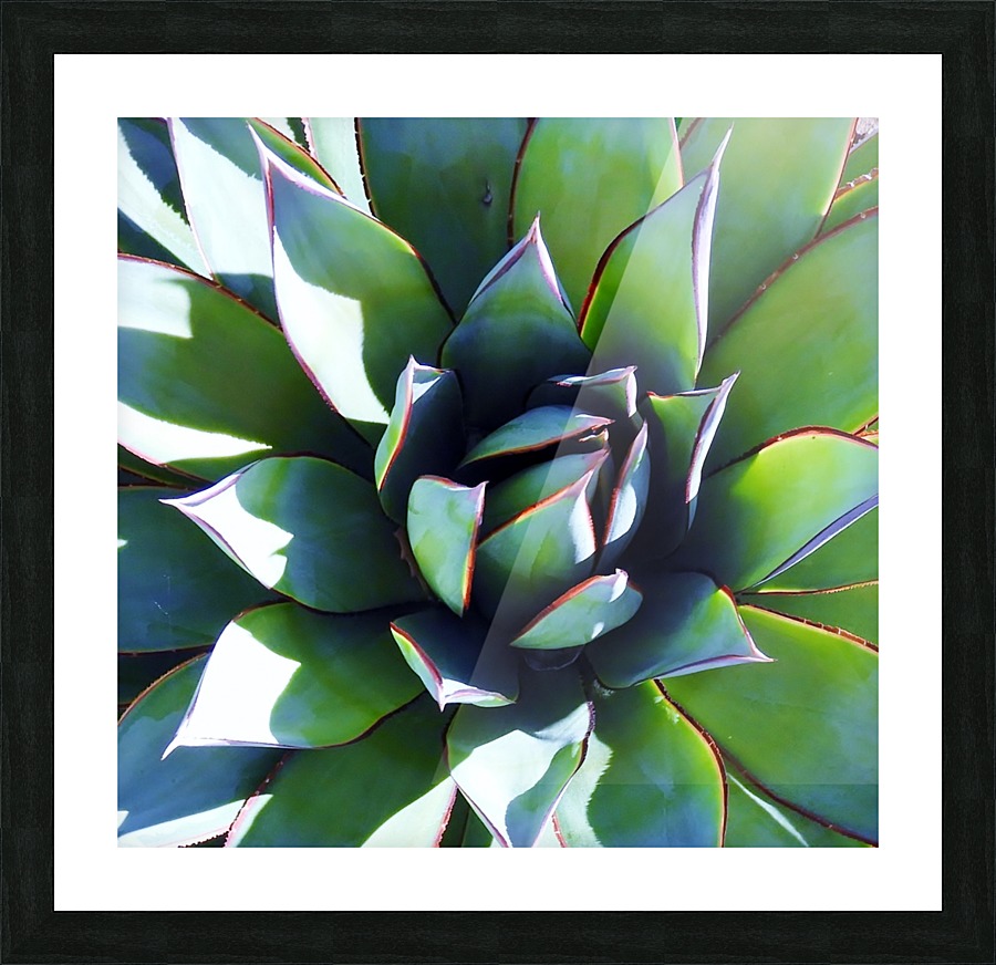 Agave II Picture Frame print