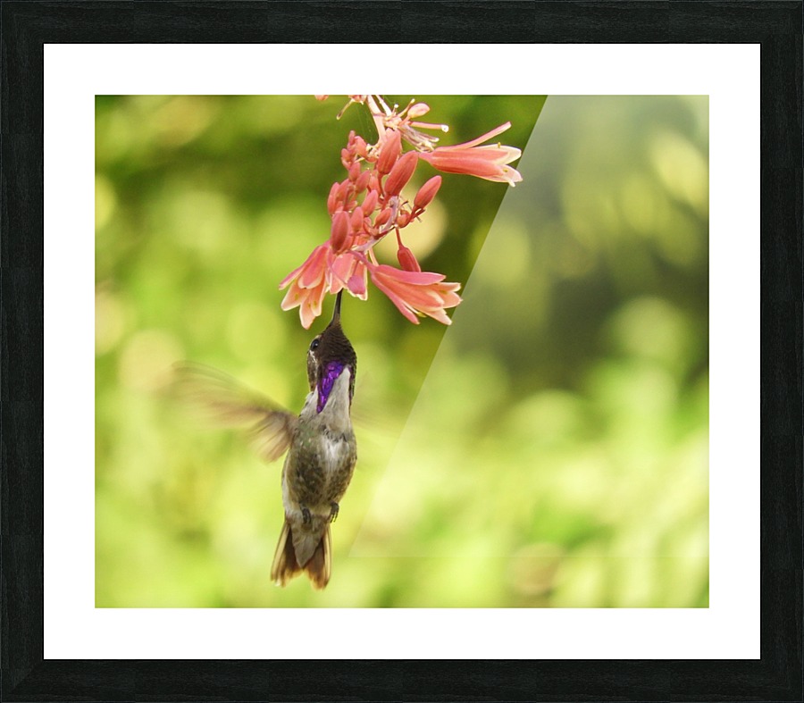 Hummingbird Picture Frame print