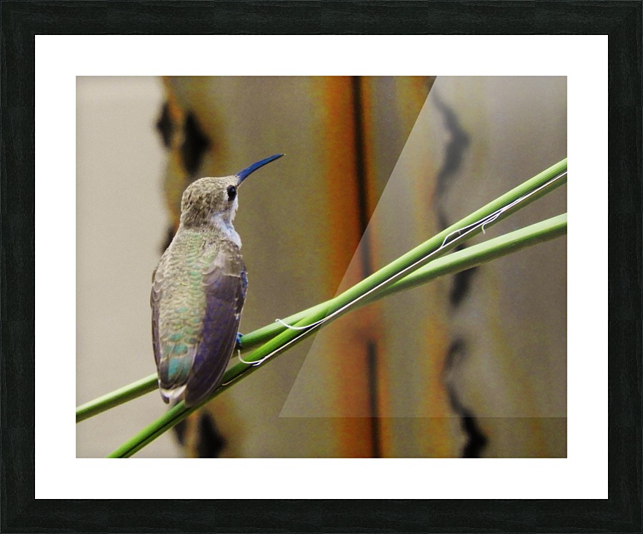 Hummingbird Perched Picture Frame print