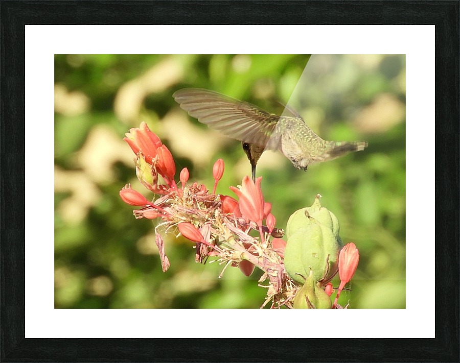 Hummingbird Feeding Picture Frame print