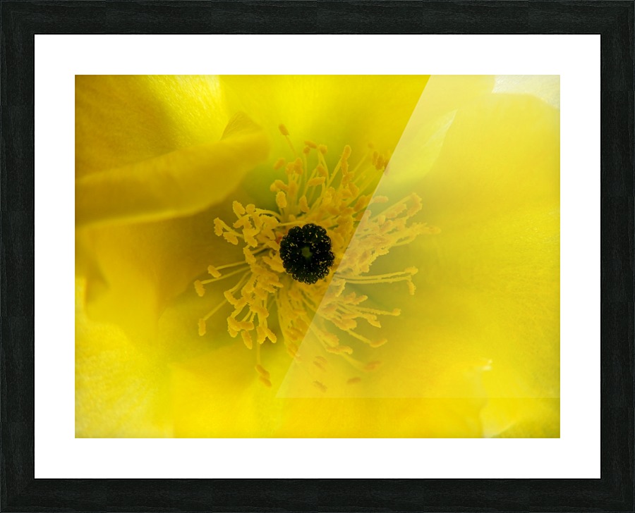 Yellow Cactus Flower Picture Frame print