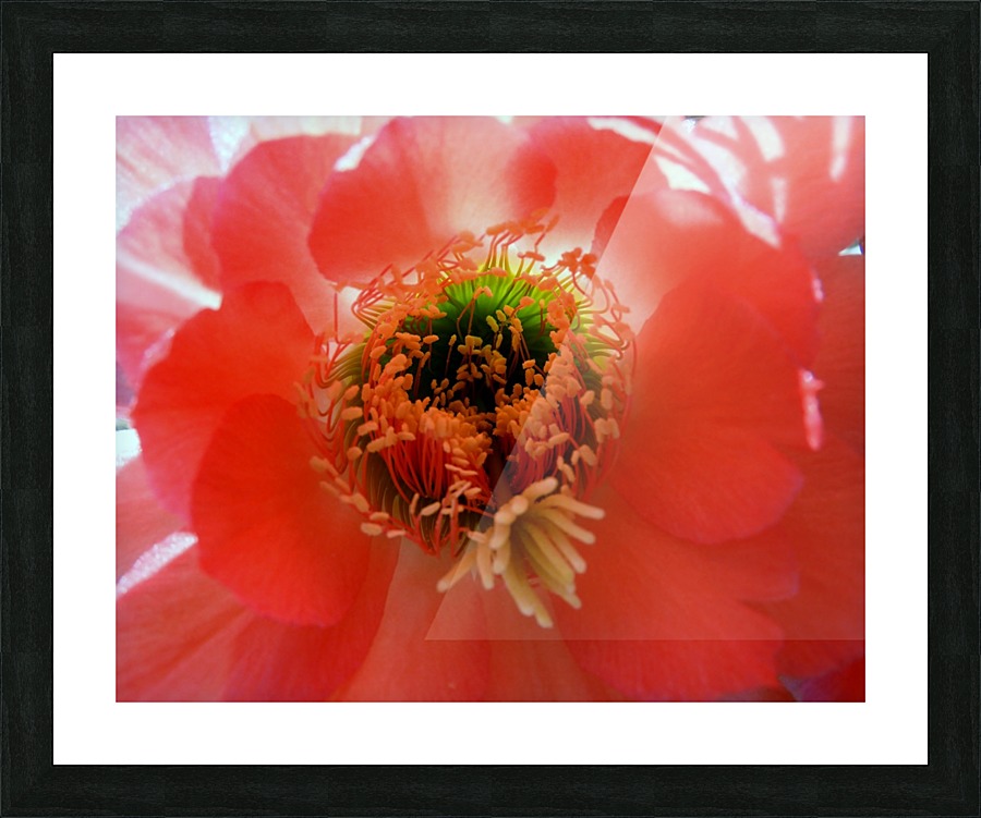 Red Cactus Flower Picture Frame print