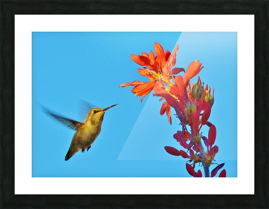 Hummingbird Flight Picture Frame print