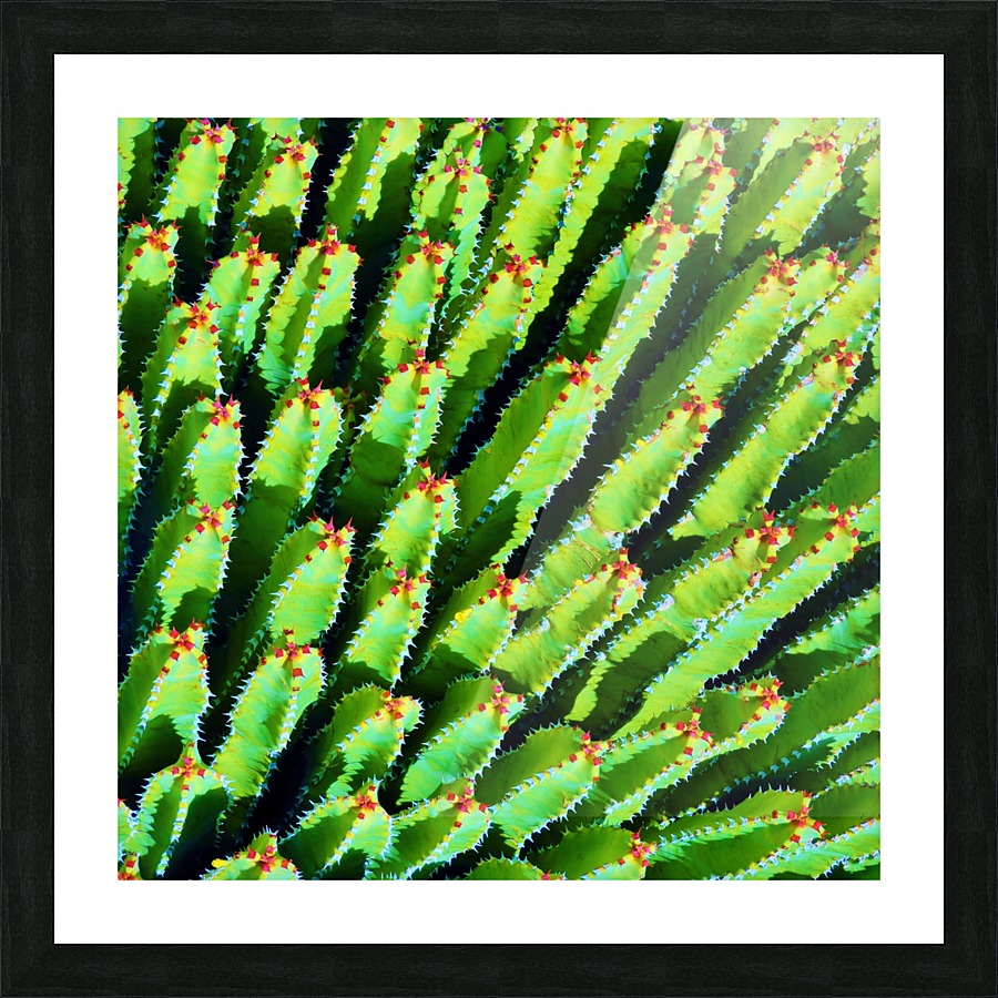 Cactus Picture Frame print