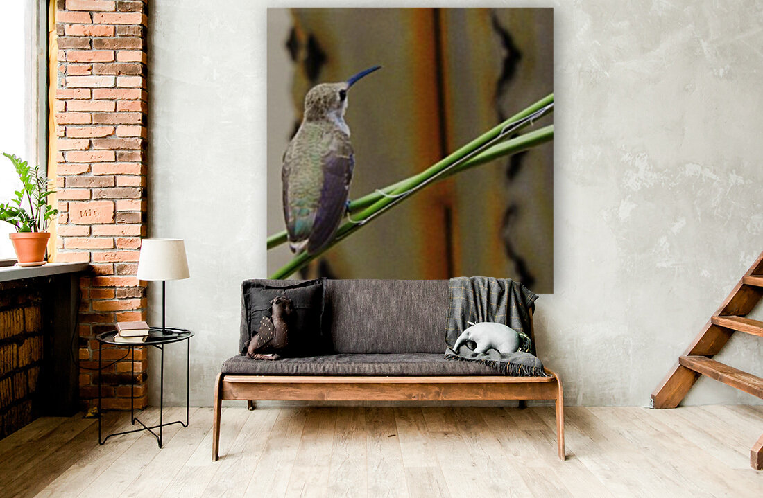 Hummingbird Perched Reproduction