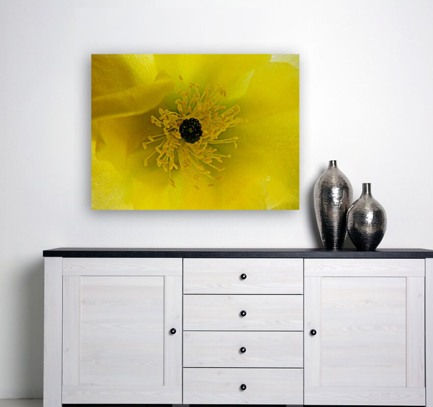 Yellow Cactus Flower Reproduction