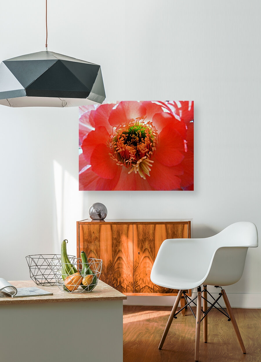 Red Cactus Flower Reproduction