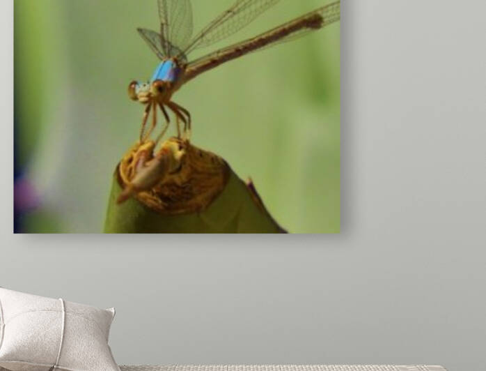 Damselfly by Sheri Schwan