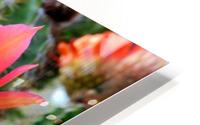Cactus Flower HD Metal print