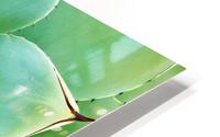 Succulent HD Metal print