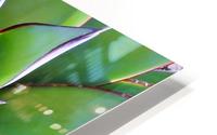 Agave II HD Metal print
