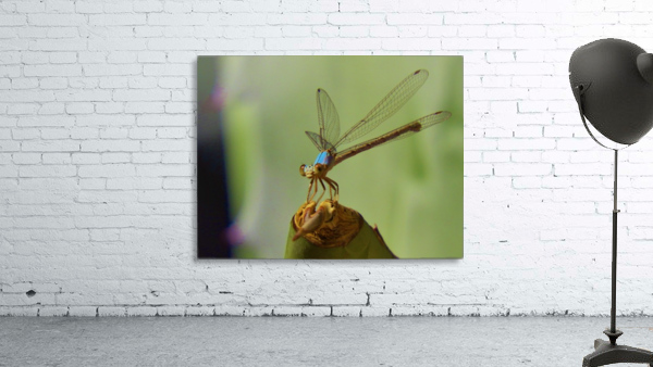 Damselfly Wall Preview