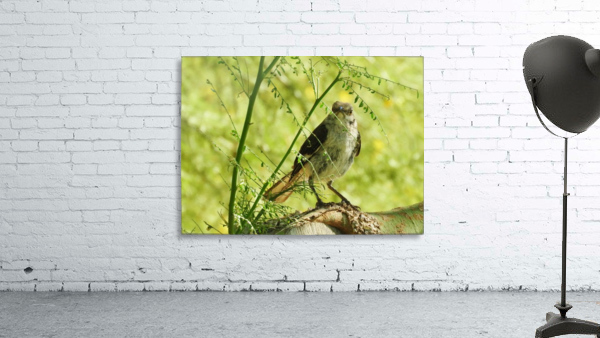 Angry Bird Wall Preview
