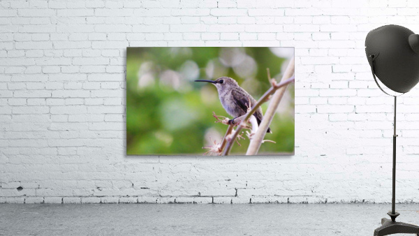 Hummingbird Wall Preview